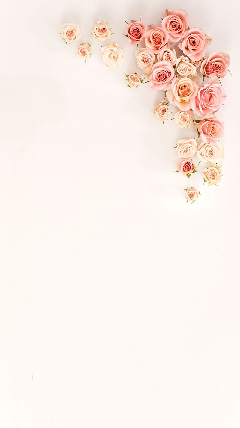 roses, floral, flowers, pastel, pattern, pink, HD phone wallpaper
