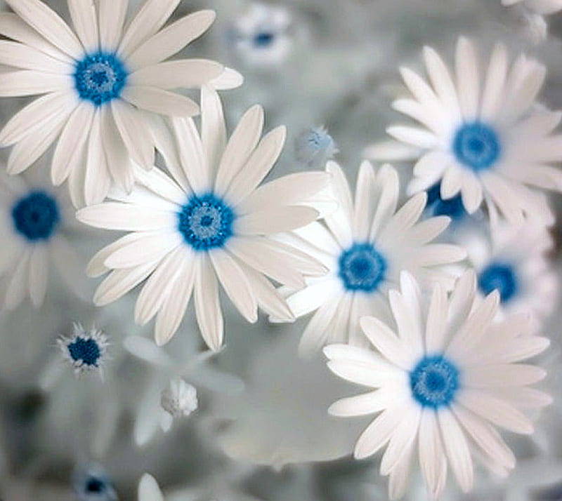 Flores blancas, flores, Fondo de pantalla HD | Peakpx