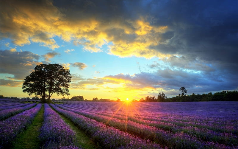 Lavender Field, sun, sunbeams, lavender, bonito, sunset, clouds, splendor, flowers, beauty, sunrise, amazing, lovely, view, sunlight, colors, sky, trees, tree, sunrays, rays, peaceful, nature, landscape, HD wallpaper