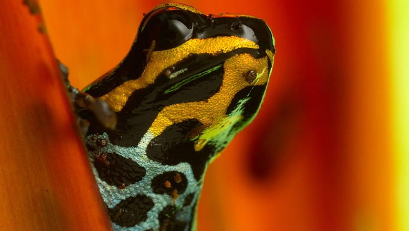 POISON DART FROG, YELLOW, POISON, FROG, BROWN, HD wallpaper