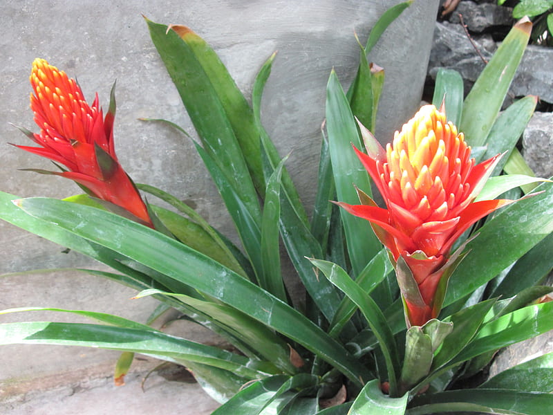 flowers in the mix 02, red, graphy, green, guzmania, Bromeliads, garden, Flowers, HD wallpaper