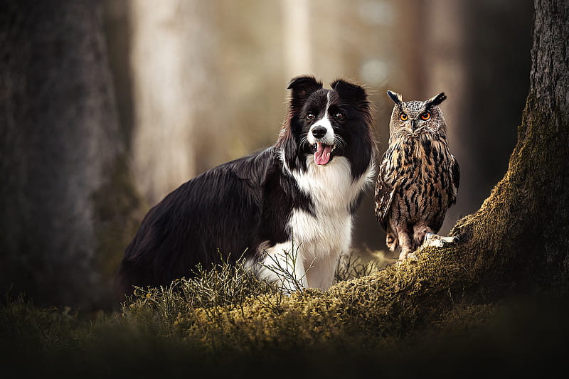 Animal, Cute, Bird, Border Collie, Dog, Moss, Owl, Trunk, Wildlife, HD ...