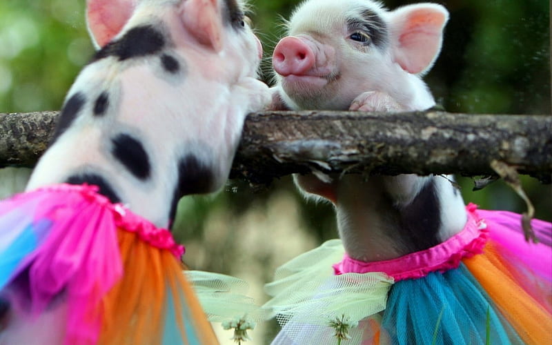 Funny piglets, piglets, orange, skirt, black, cute, spot, funny, white, pink, blue, HD wallpaper
