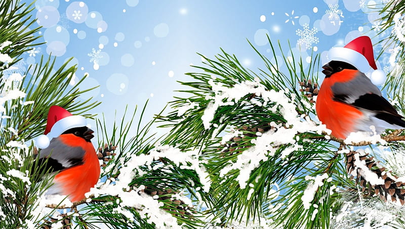 Christmas Finches, Santa hats, bullfinches, Christmas, holiday, birds, winter, tree, snow, fir, HD wallpaper