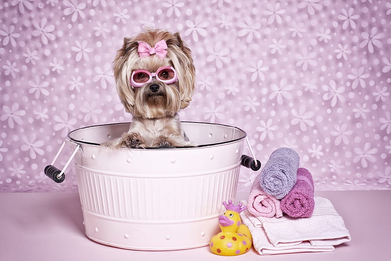 caine, bath, bow, animal, sunglasses, cute, funny, pink, dog, puppy, HD ...