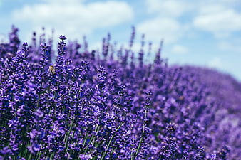 Lavender, lavender, nature, HD wallpaper
