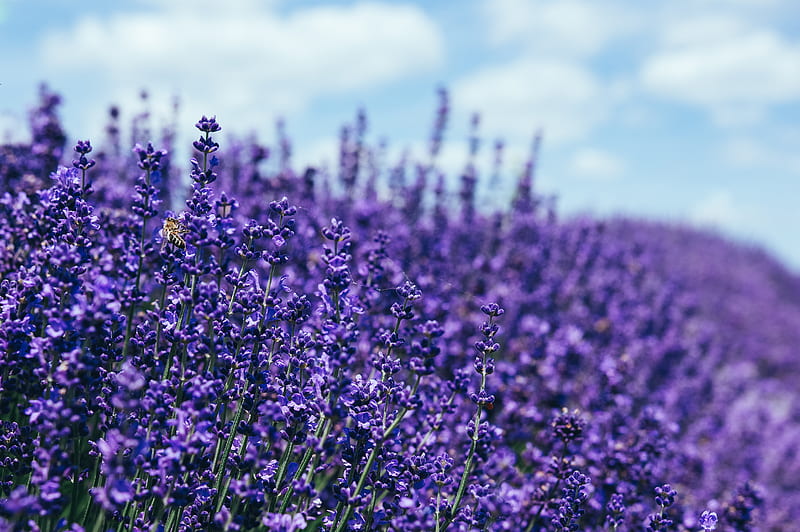 Lavender , lavender, nature, HD wallpaper