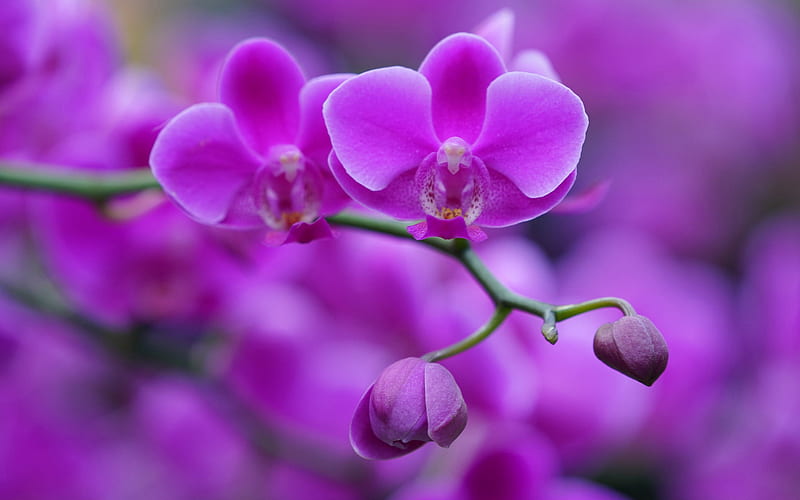 purple orchid, purple floral background, orchids, beautiful flowers, orchid branch, background with orchids, HD wallpaper
