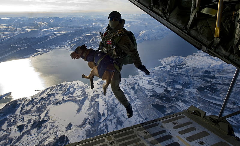 'Here We Go', Parachutes, Fall, Dogs, Sky Diving, HD wallpaper