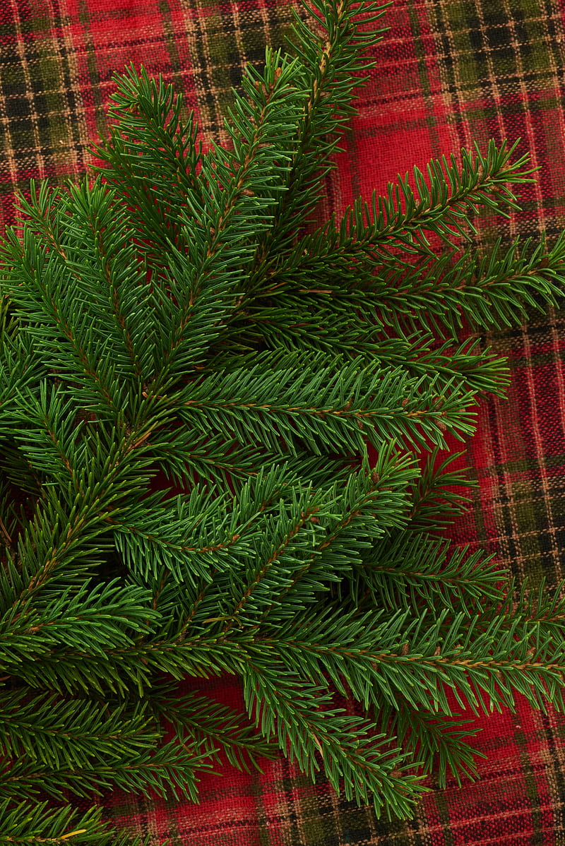 pine, branch, needles, plaid, christmas, new year, HD phone wallpaper