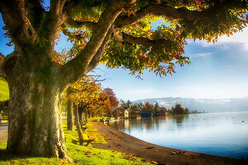 Autumn In Lakeshore, hills, glow, grass, Switzerland, park, trees, lake, beautiful landscape, city, benches, morning, light, HD wallpaper