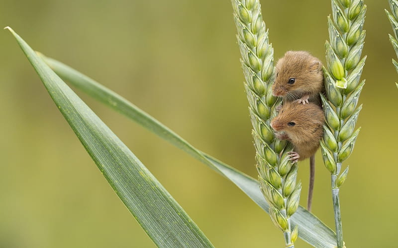 Harvest mice, cute, green, soricel, harvest mouse, rodent, couple, animal, HD wallpaper