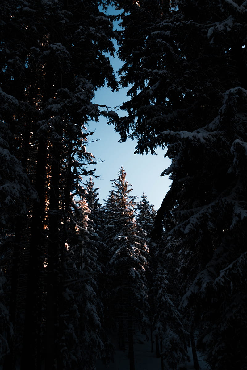 trees, branches, night, sky, snow, snowy, HD phone wallpaper