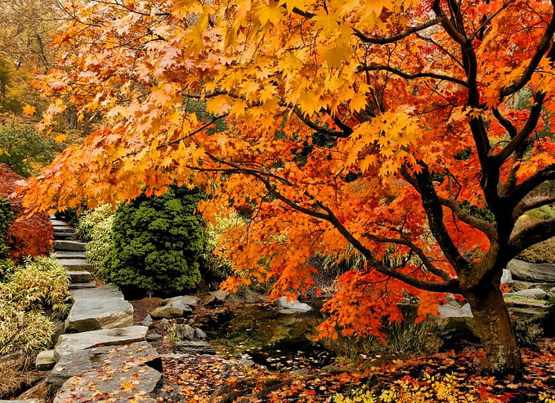 Japanese Autumn Garden, red, water, autumn fall, stone steps, yellow, park garden, bonito, trees, HD wallpaper