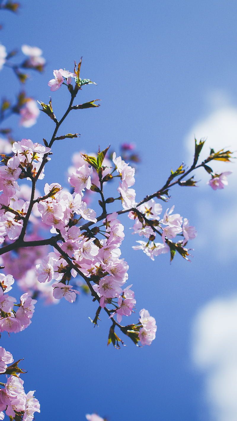 Blossom Flower , flowers, nature, pink, HD phone wallpaper