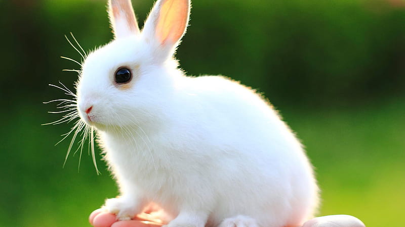 White Bunny Rabbit In Green Background Rabbit, HD wallpaper