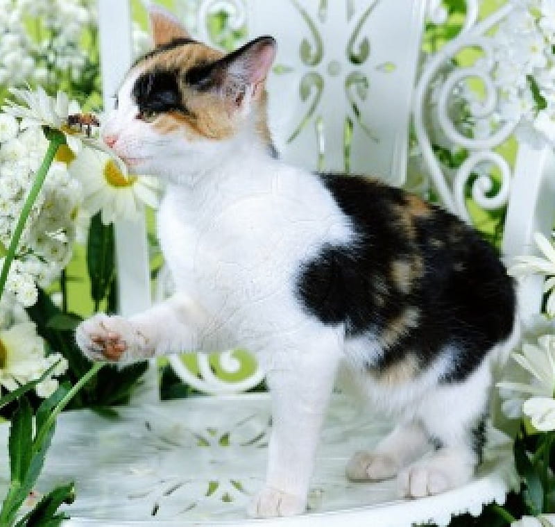 Cat sniffing a flower, flower, sniffing, cat, animals, HD wallpaper