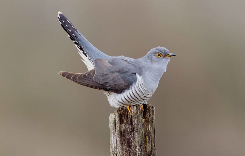 Common Cuckoo, cuckoo, bird, aniamal, common, HD wallpaper