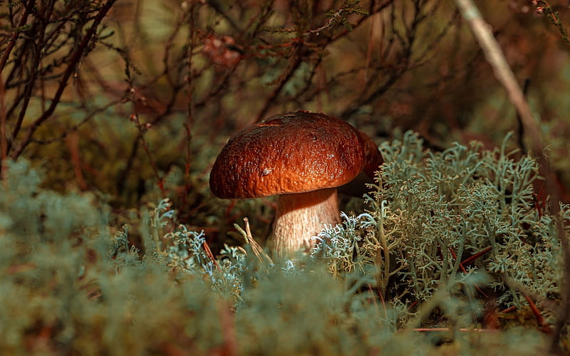 Boletus in Moss, Latvia, mushroom, moss, boletus, HD wallpaper