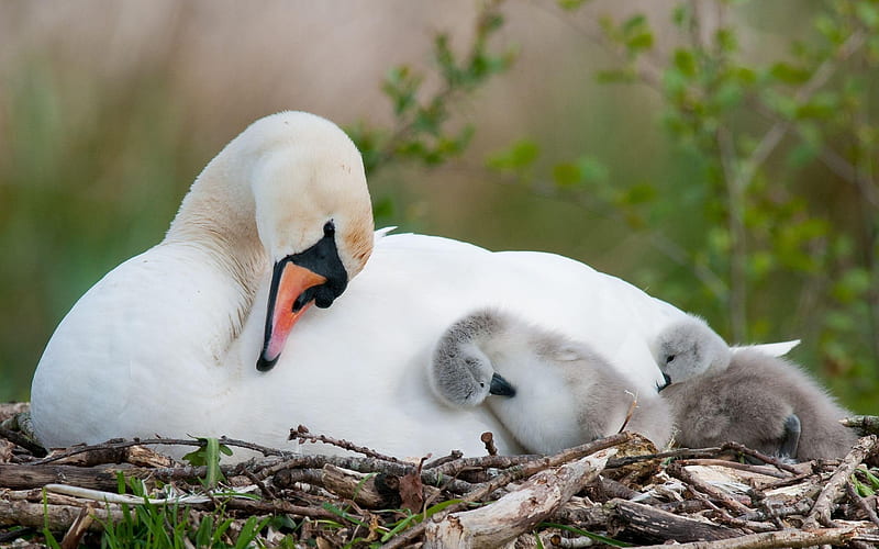 Swan With Babies-Animal, HD wallpaper
