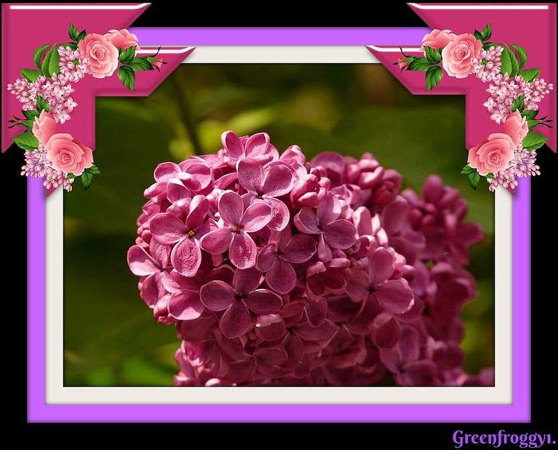 Beautiful Lilacs Lilac Flowers Beautiful Hd Wallpaper Peakpx