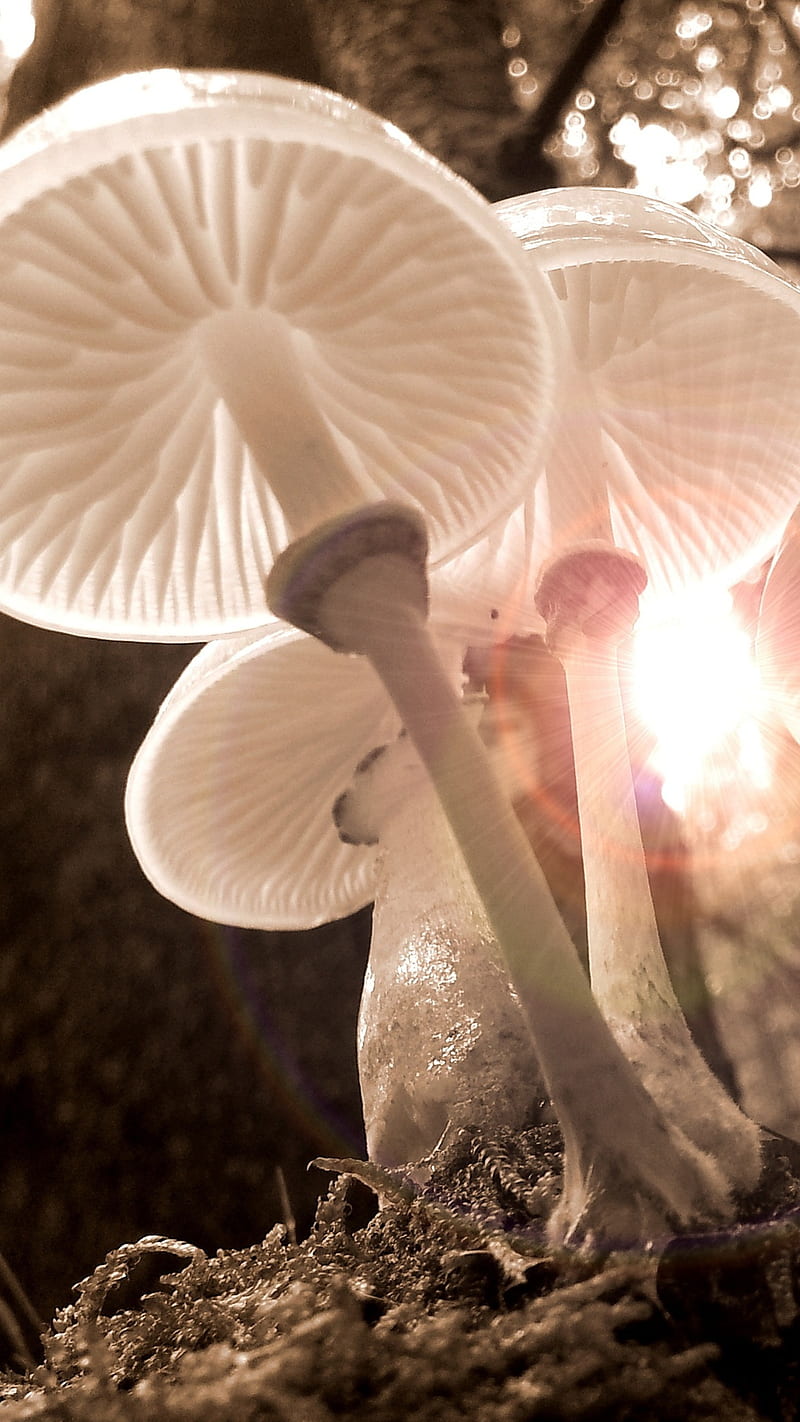 White mushroom , white mushroom, fungus, lockscreen, background, HD phone wallpaper