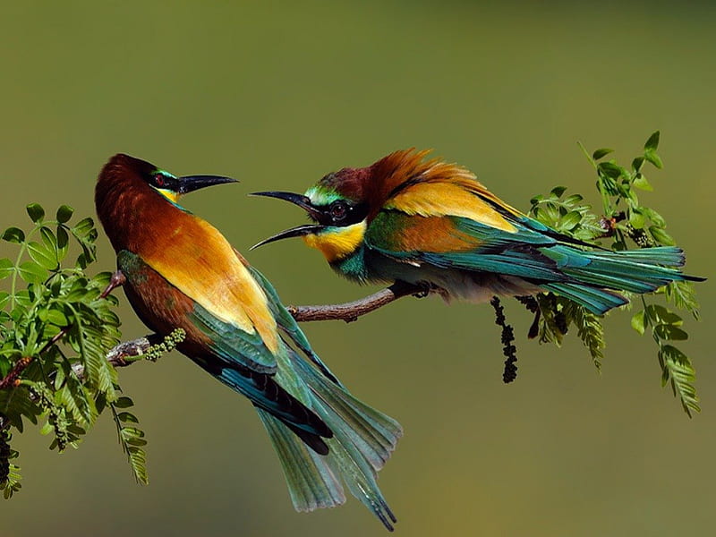 European Bee-Eaters - Hen Pecking!, colorful, nag, cute, europe, bee, bird, eater, funny, scold, HD wallpaper