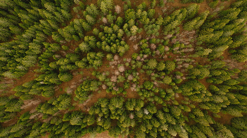 aerial view, trees, forest, HD wallpaper