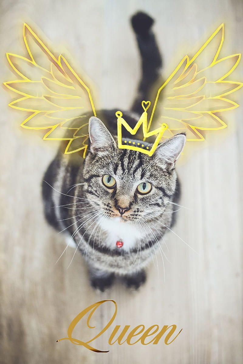 Cat Queen, baby, cat, cats, cute, gold, kitten, kittens, little, queen, wings, HD phone wallpaper