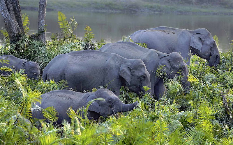Asian elephant, herd of elephants, gray elephants, wildlife, little elephant, family, elephants, Kaziranga National Park, India, HD wallpaper