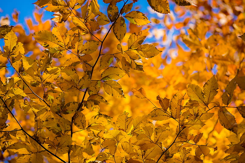 branch, leaves, autumn, yellow, dry, HD wallpaper