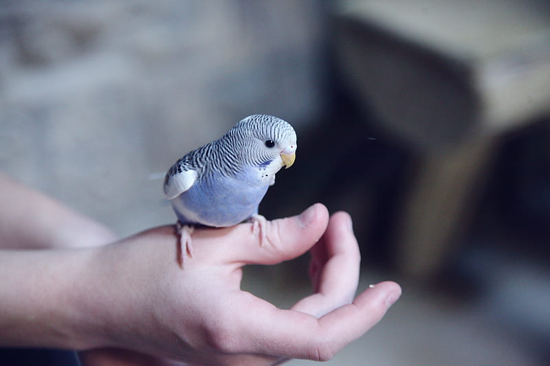 blue parakeet on hand, HD wallpaper