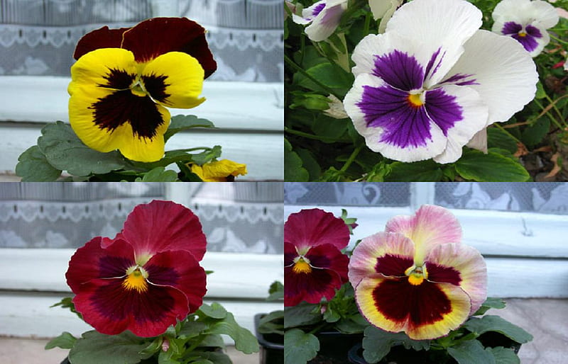 Viola (Pansy)., annual, viola, plant, flower, pansy, leaf, HD wallpaper