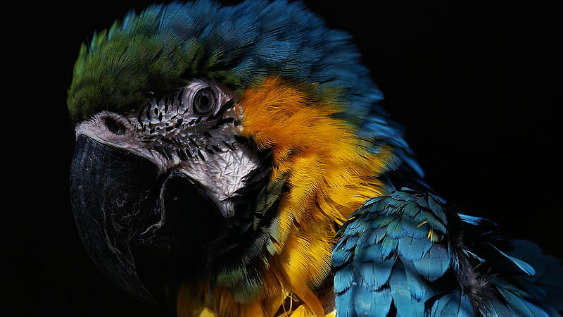 Blue Yellow Green Macaw Bird In Black Background Birds, HD wallpaper