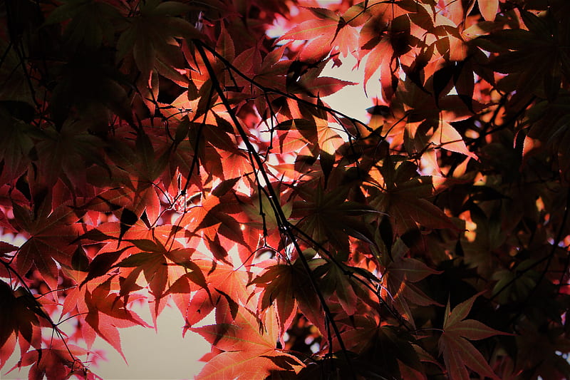 Red Autumn Season Leaves, leaves, autumn, season, red, leaves, nature, HD wallpaper