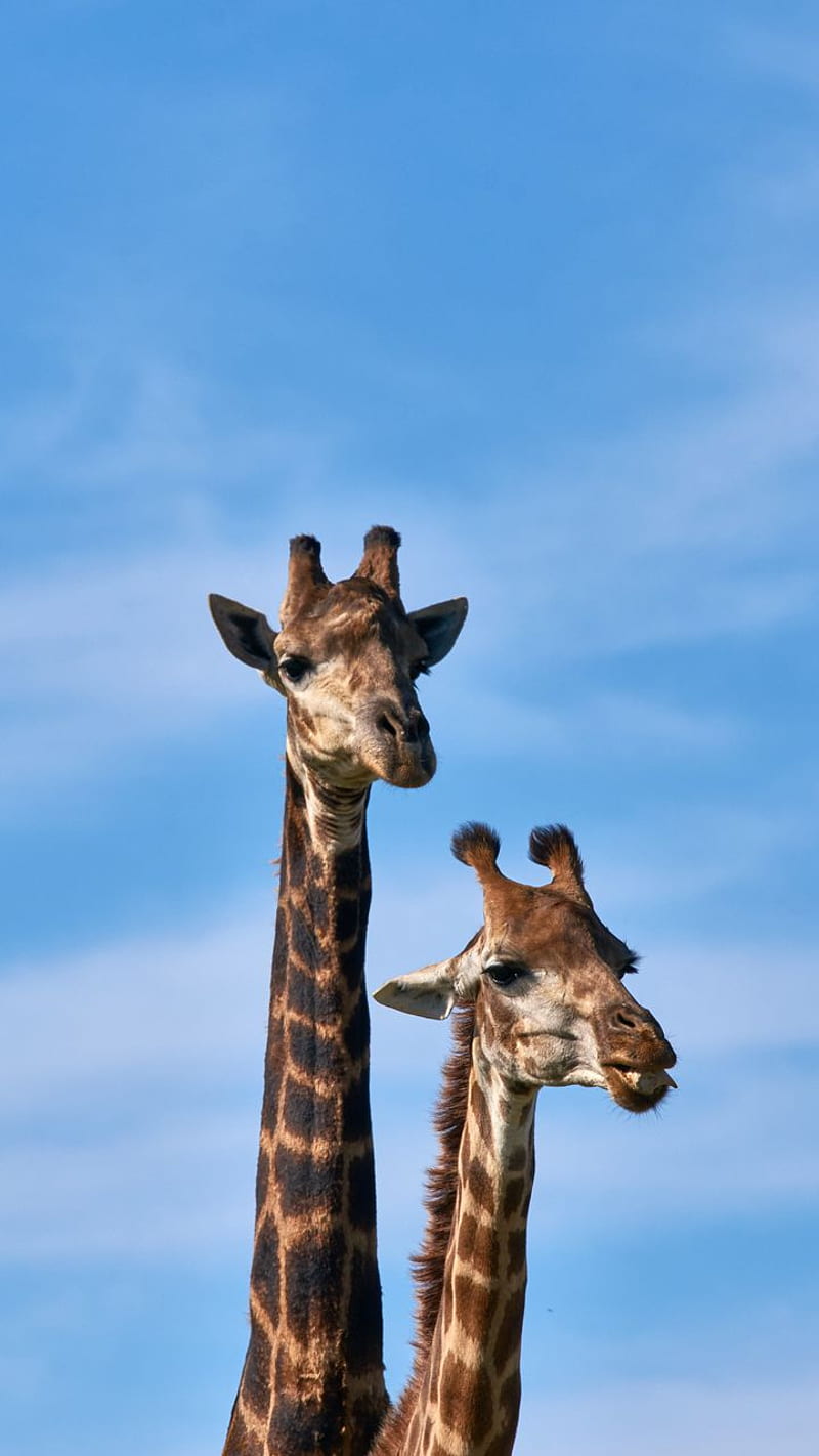The Giraffes, animals, giraffe, long, nature, neck, safari, HD phone wallpaper