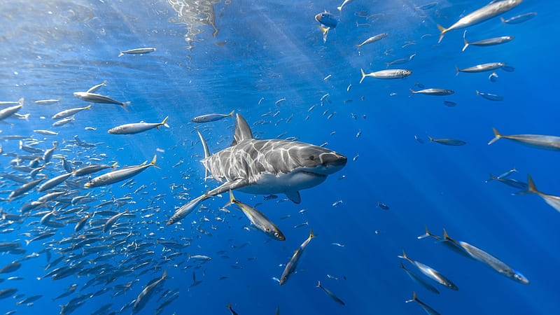 Beautiful Ocean Underwater Shark Schooling Of Fishes Shark, HD wallpaper