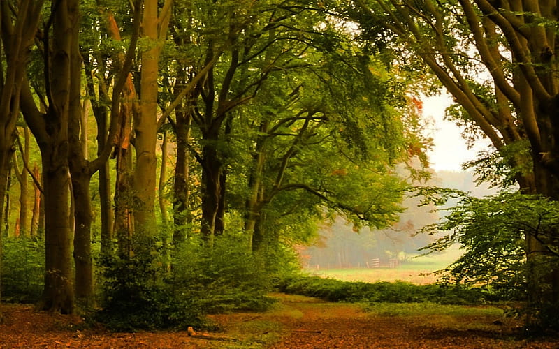 Forest in Netherlands, path, forest, trees, Netherlands, HD wallpaper