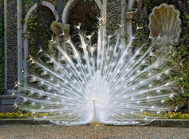 White fan, bird, tail, peacock, fan, white, feathers, HD wallpaper