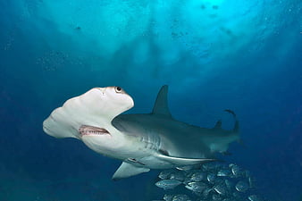 hd hammerhead shark wallpaper