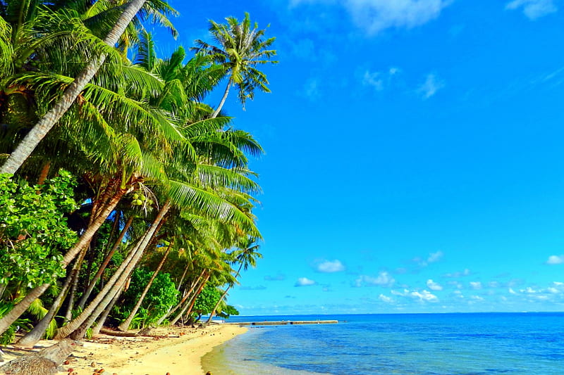 Beautiful Polynesian Beach, beach, sand, Tahiti, France, Ocean Pacific, island, palm coconut trees, HD wallpaper