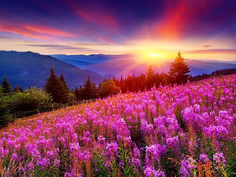 Mountain wildflowers at sunset, colorful, amazing, sunlight, bonito, sunset, trees, sky, mountain, purple, wildflowers, slope, sunshine, landscape, HD wallpaper
