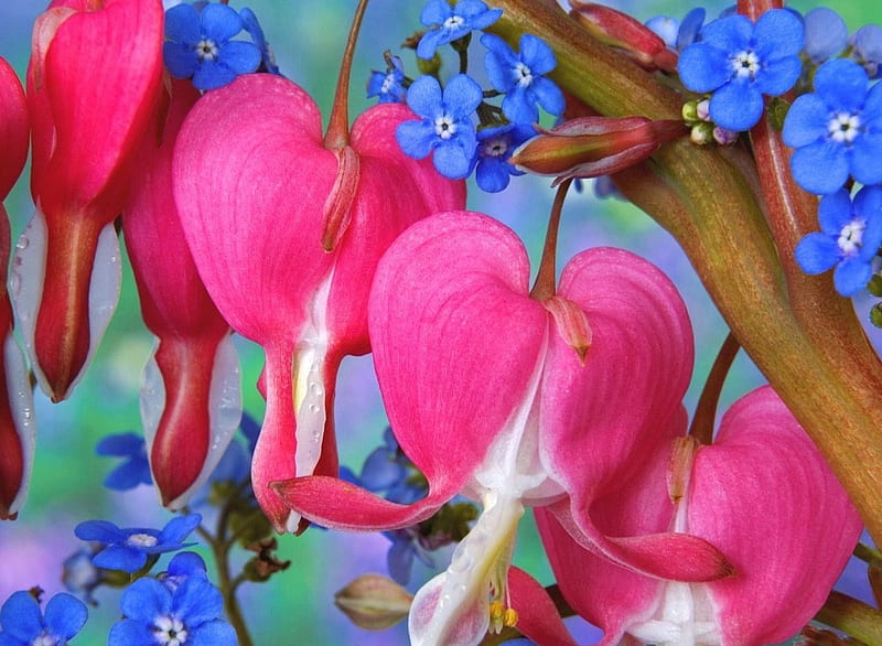 Don't Forget my Bleeding Heart, pretty, pastel, bleeding hearts, forget-me-nots, pink, blue, floral, HD wallpaper