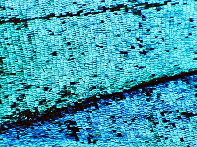 Butterfly wing texture, butterfly, texture, abstract, wing, blue, HD wallpaper
