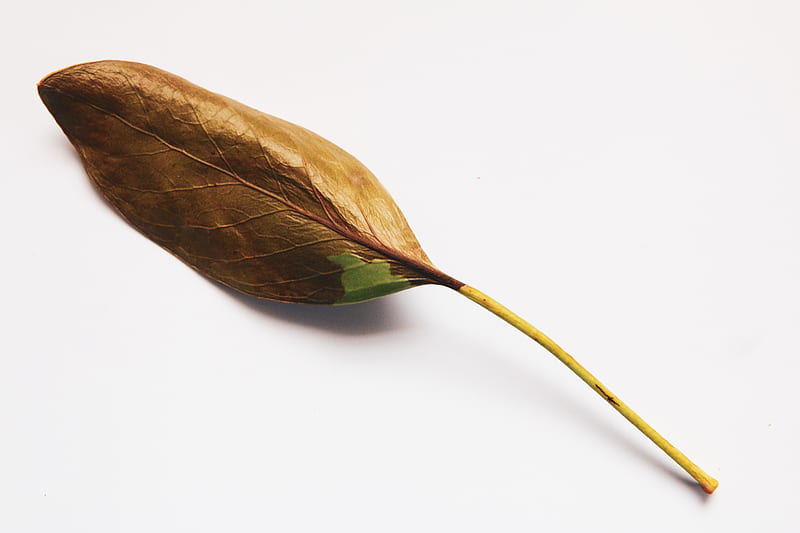 brown leaf on white surface, HD wallpaper