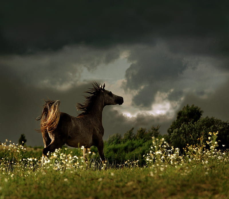 Wild in the storm, galloping, gris, brown and black, flowers, wild horse, storm clouds, sky, field, HD wallpaper