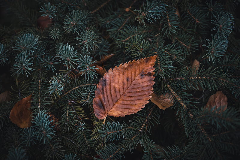 leaf, dry, macro, pine, branch, HD wallpaper