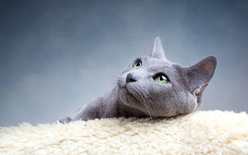 Russian blue cat, gray cat, breed of short-haired cats, domestic cat, HD wallpaper