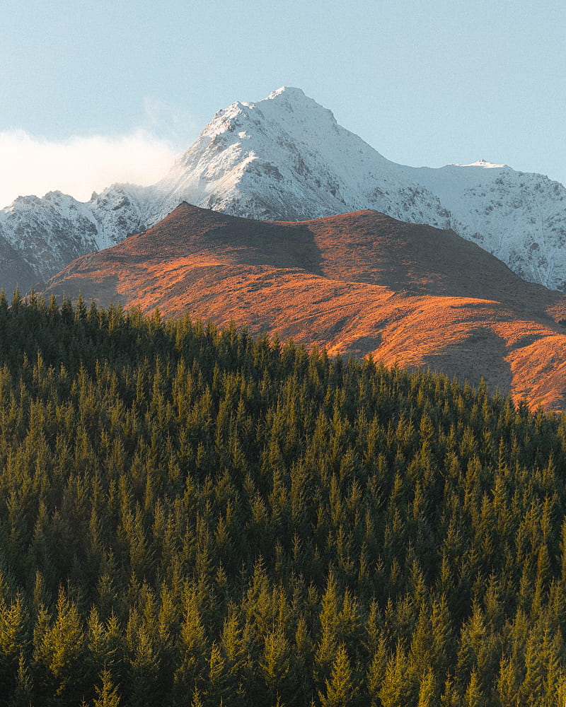 mountains, peak, spruce, trees, snowy, HD phone wallpaper