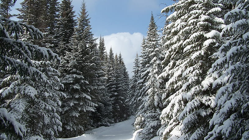 Winter Ski Trail, holiday, trees, ski, winter, mountain, snow, evergreens, trail, nature, season, skiing, canada, HD wallpaper